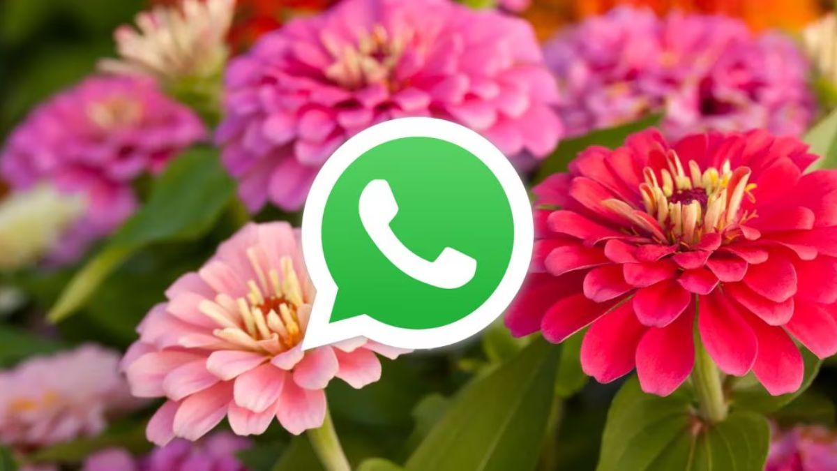 Descubrí el modo primavera de WhatsApp y cómo aplicarlo en tu celular.
