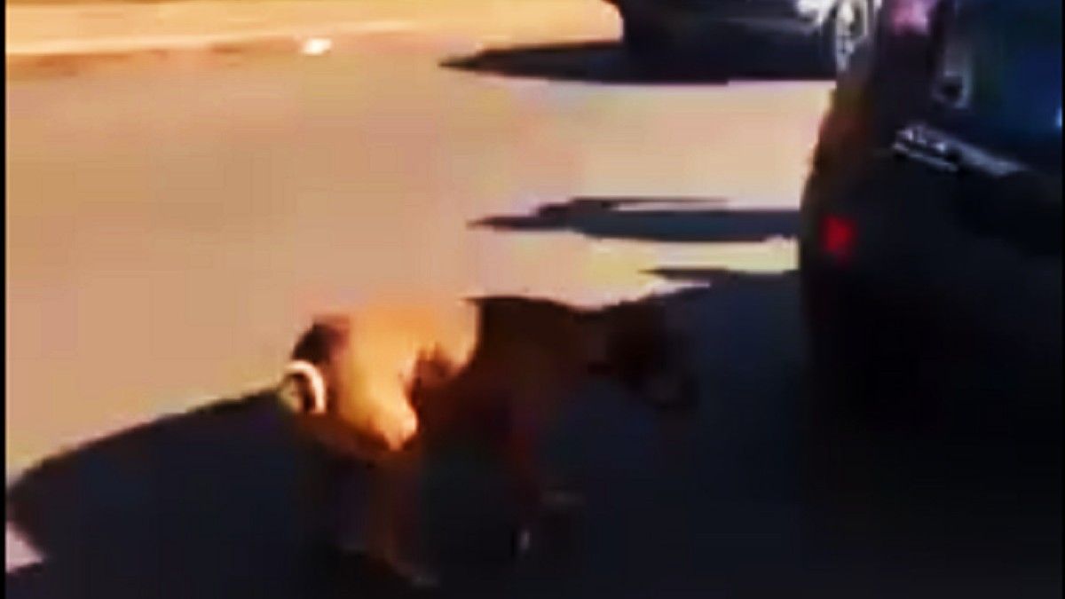 Maltrato animal en Misiones.&nbsp;