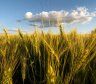 La relación entre la guerra y el trigo, en un escenario de alta volatilidad de precios