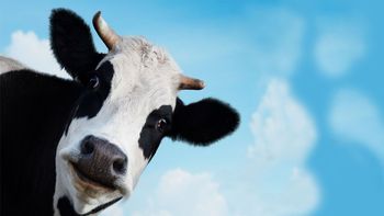 La vaca, sorprendida por un insólito proyecto. (foto: A24.com)