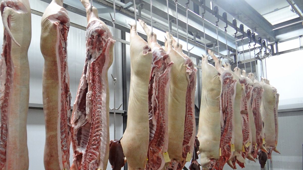 China se llevaba casi el 80% de las exportaciones de carne de cerdo argentina. 