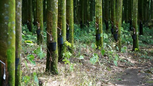 BMW utilizará neumáticos sostenibles de caucho natural