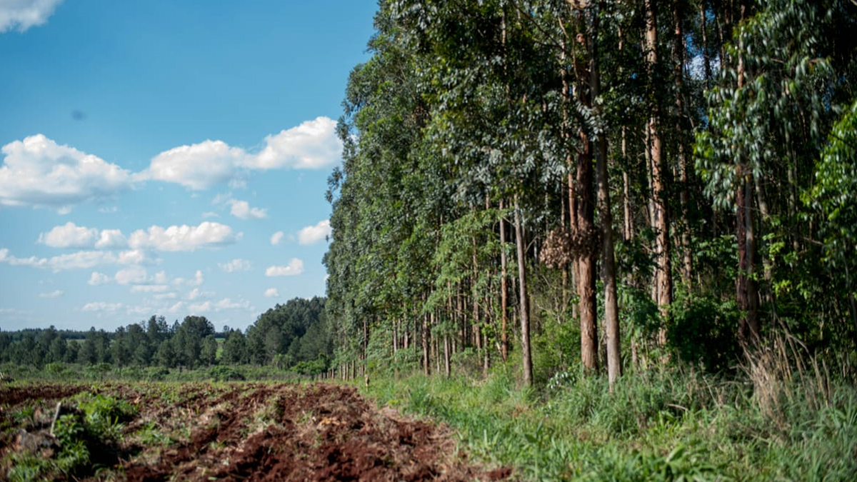 El contraste en el paisaje de esta zona de Misiones: las chacras basadas en la agroecología y las plantaciones del monocultivo de las empresas forestales.