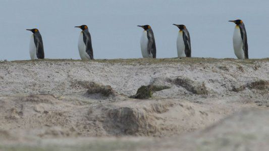 Diario de la Procrastinación: Un tiempo en las islas