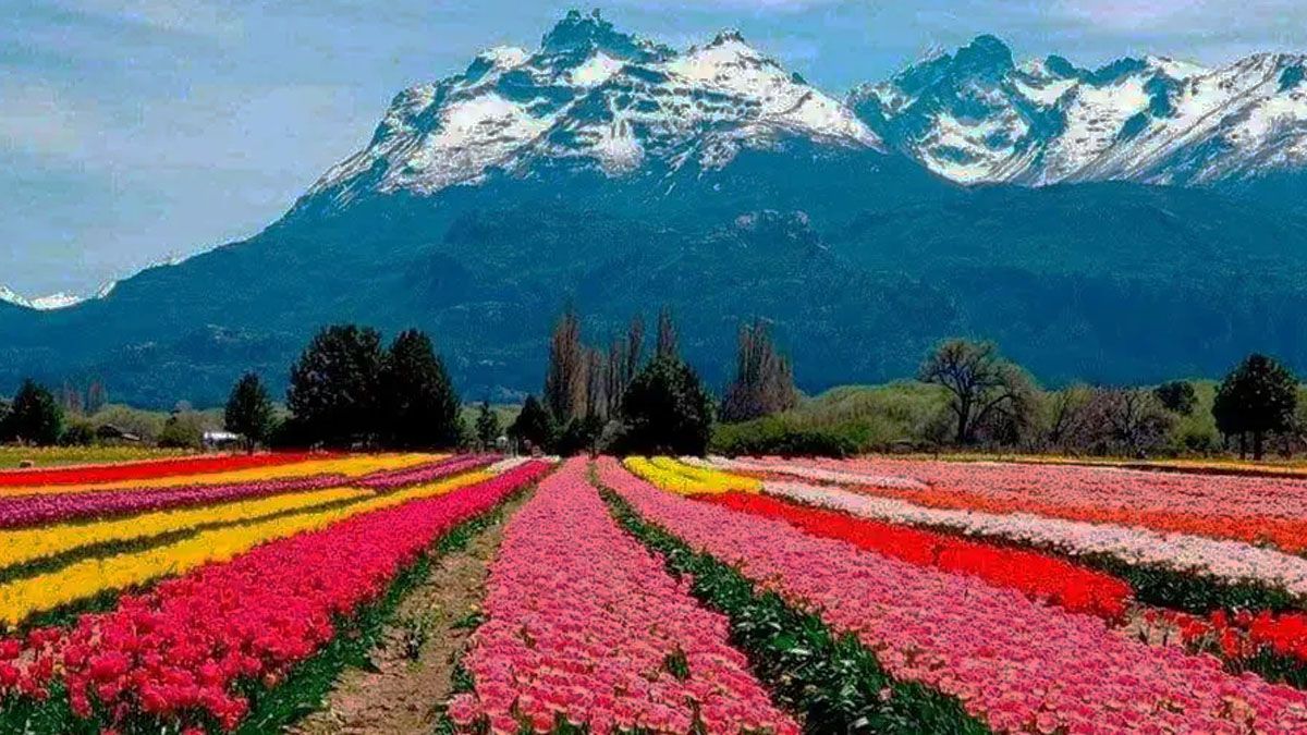 Los campos cultivados con tulipanes y la cordillera de los Andes, en Trevelín. (Foto: Gentileza OMT)