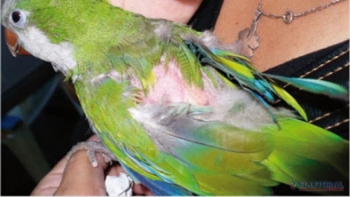 Psitacosis: se recomienda no capturar ni comprar aves para evitar la enfermedad  (Foto: El Litoral).