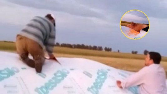 El chancho del silobolsa: El video viral que hizo recordar la polémica de Cristina, Aníbal Fernández y las mulitas