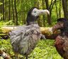 El experimento científico para volver a la vida al Dodo, la mítica ave extinta de las islas Mauricio