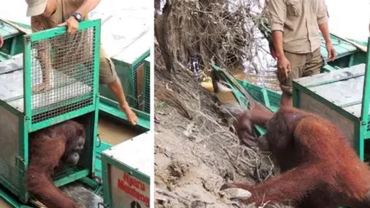 Depilada, vestida de mujer y abusada: el rescate de la orangutana que era  la estrella de un prostíbulo