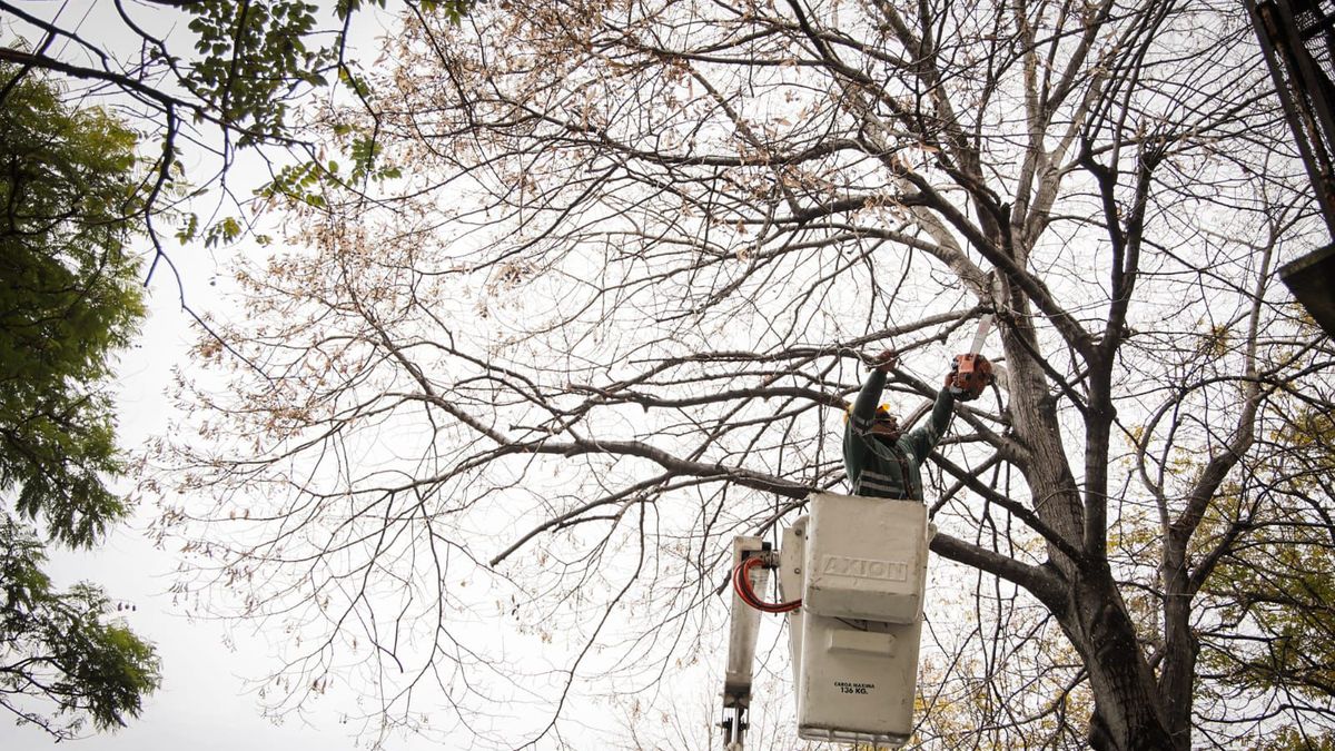 Trabajos de poda en la Ciudad. (Foto: Gobierno de la Ciudad)