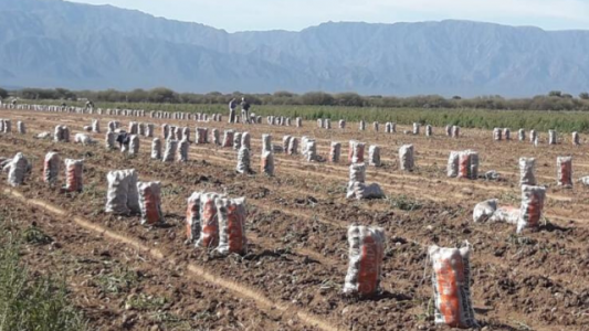 Catamarca: detectan trabajadores informales en campos de olivo y papa