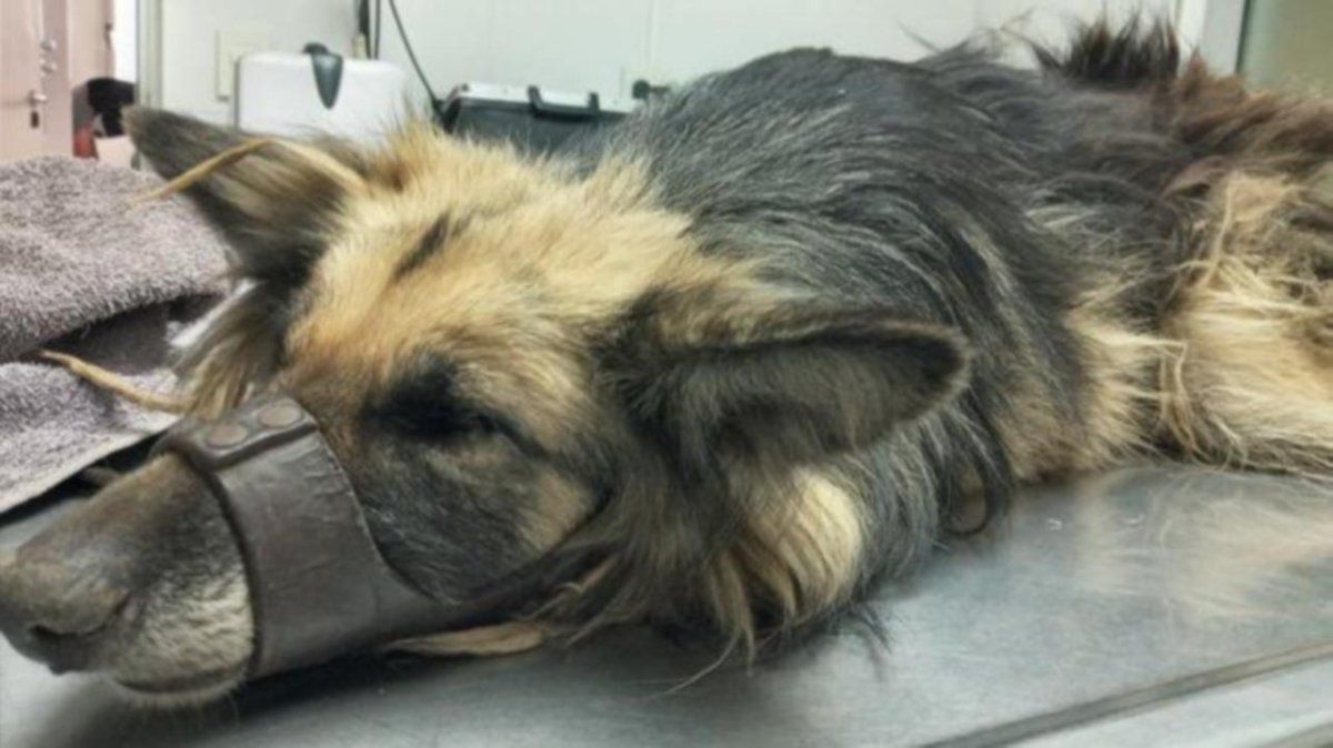 Horror: la perra se encuentra internada en una veterinaria en estado crítico.