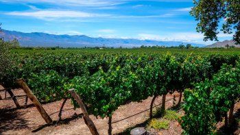 Economías regionales en crisis: la industria del vino, entre el freno a las exportaciones por retenciones y la pérdida de competitividad