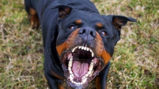 Fue atacada por su rottweiller y murió