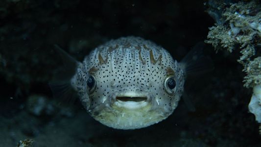 Nunca antes visto: a un pez erizo le creció tanto la dentadura que no puede comer