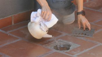 ¿Cómo es el mosquito Aedes aegypti conocido como Dengue?