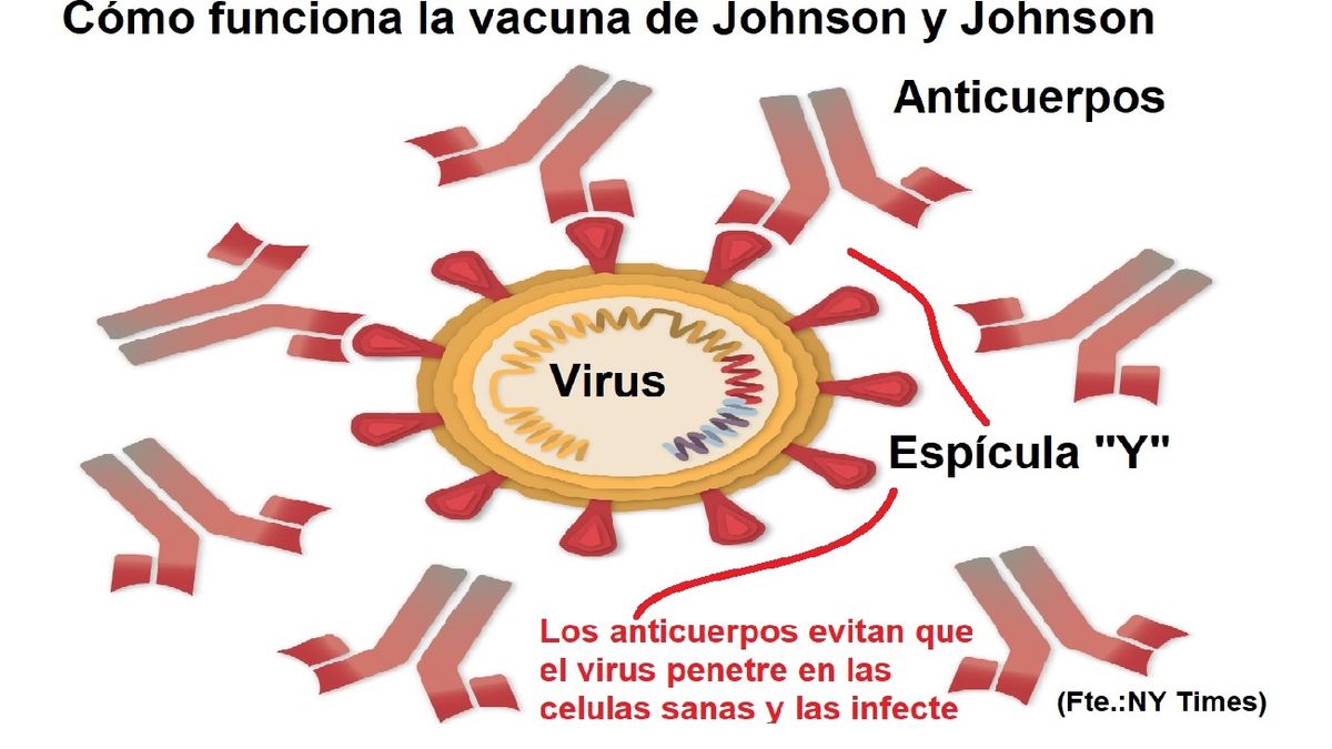 El adenovirus favorece que las defensas impidan que la 