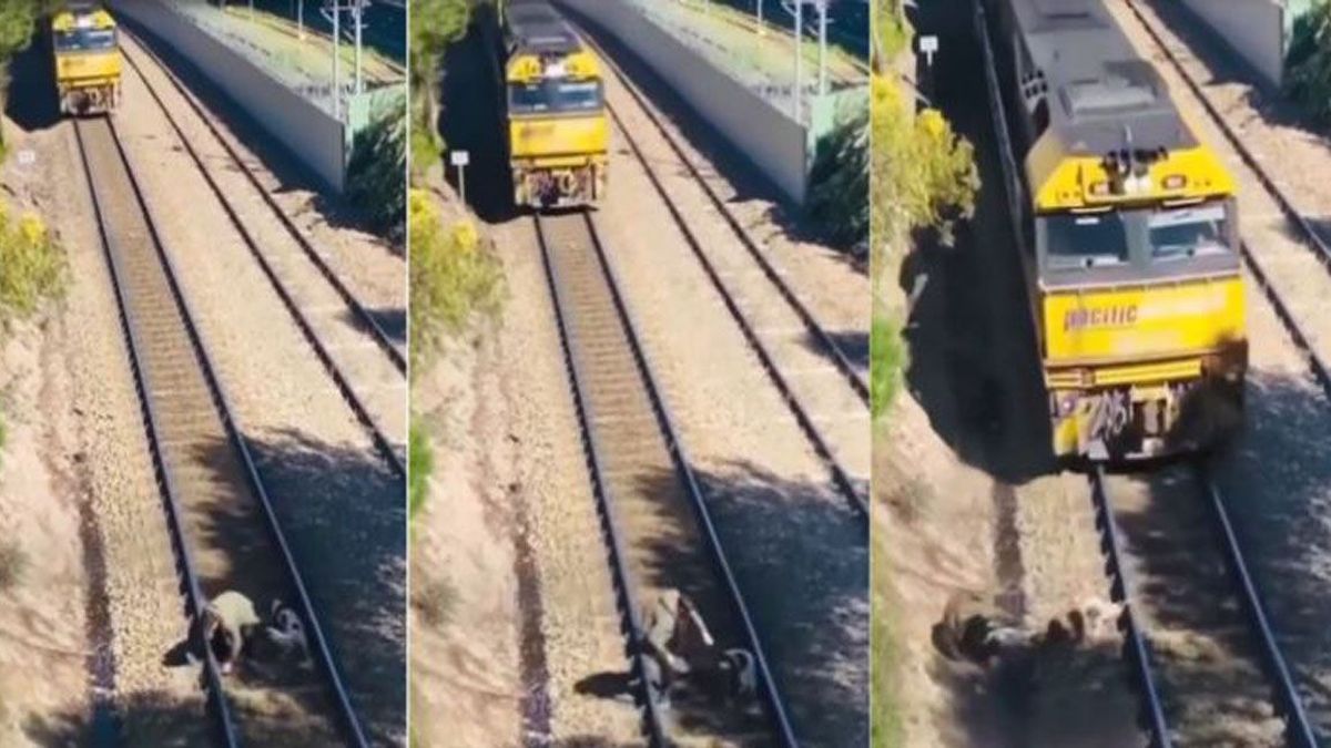 Un chico rescató a un perro atado a las vías del tren segundos antes de ser atropellado