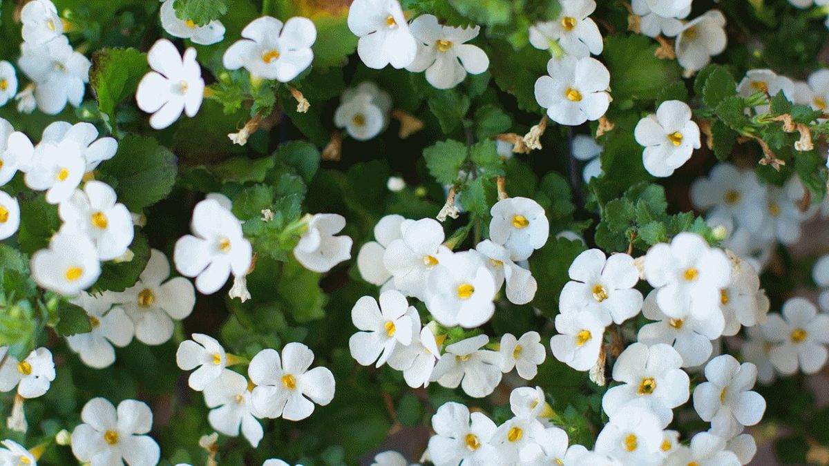 Bacopa