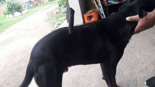 Horror en Córdoba: un perro salió a pasear y volvió con un cuchillo clavado en el lomo