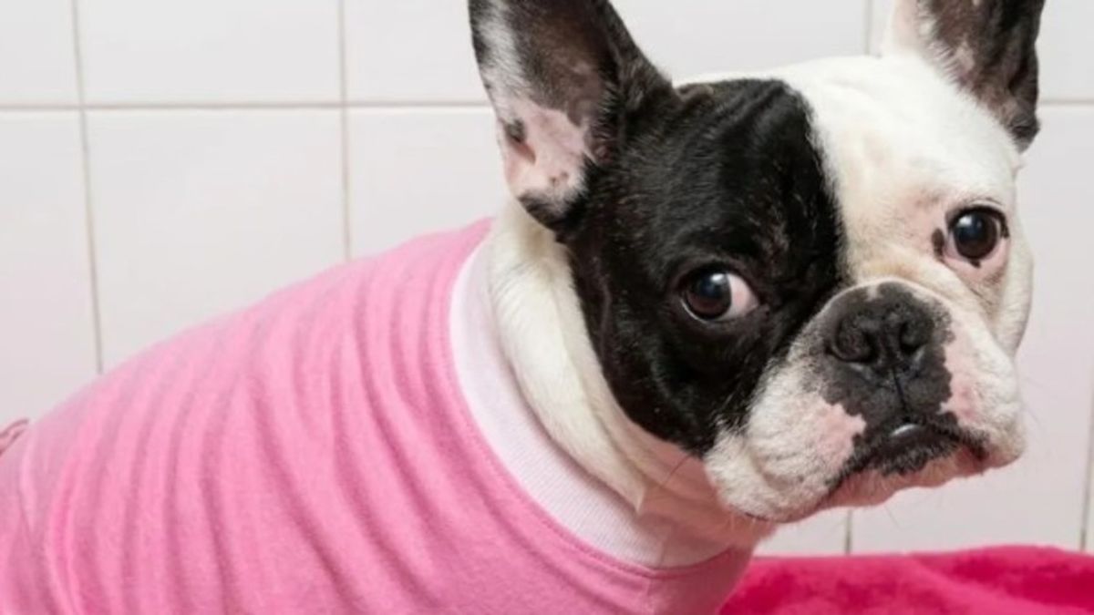 Llevó a su perra a la veterinaria para bañarla