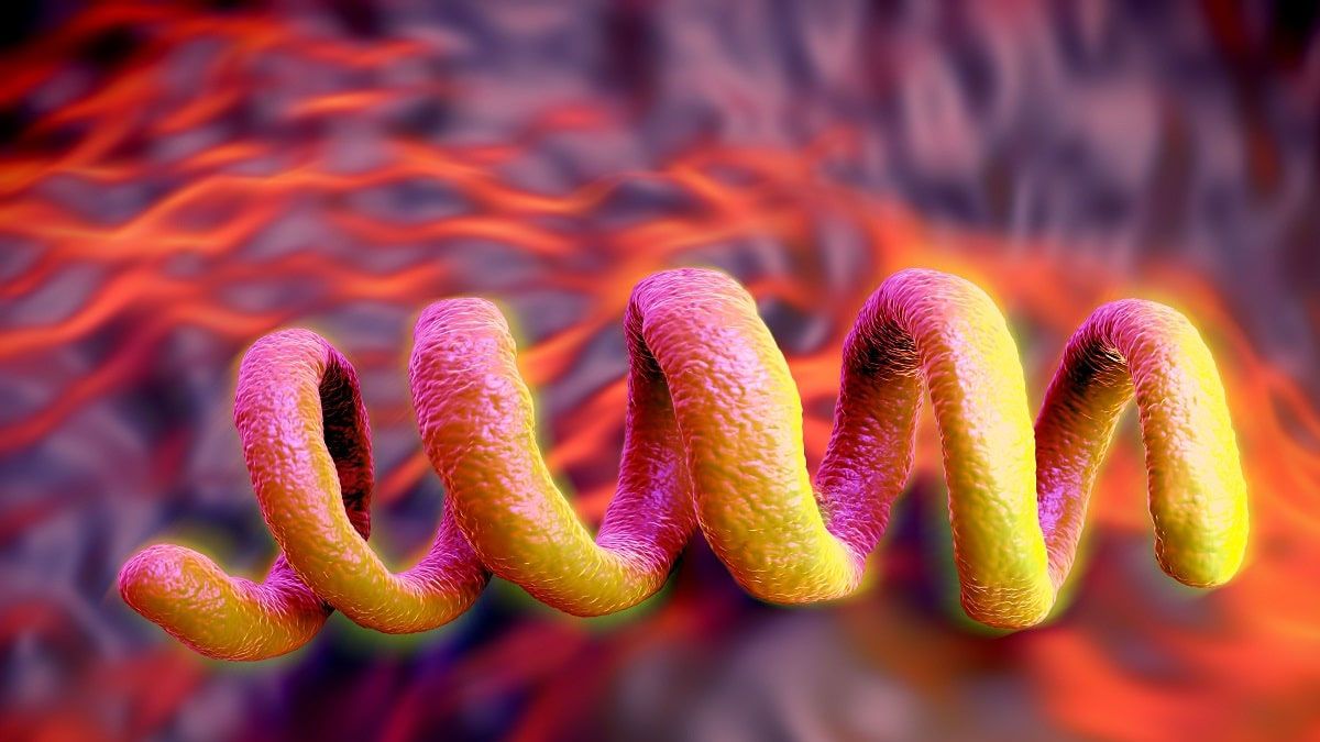La bacteria que provoca sífilis