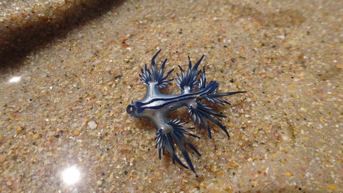Se trata de una glaucus atlanticus