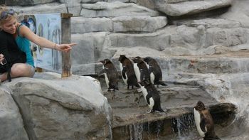 Polémica por cuatro pingüinos del ex Aquarium de Mar del Plata a la venta: cuánto cuestan