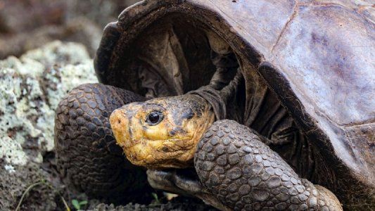 Sorpresa en las Islas Galápagos: encuentran tortuga gigante que se creía extinta hace un siglo