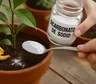El truco con cáscaras de banana y bicarbonato que gana lugar entre quienes cuidan plantas