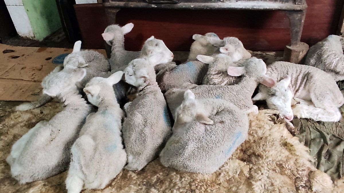 Todo por sus animales: Almassio hizo todo para salvar a su rebaño del temporal.&nbsp; 