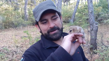 Confirman la presencia de un mamífero en extinción en Neuquén