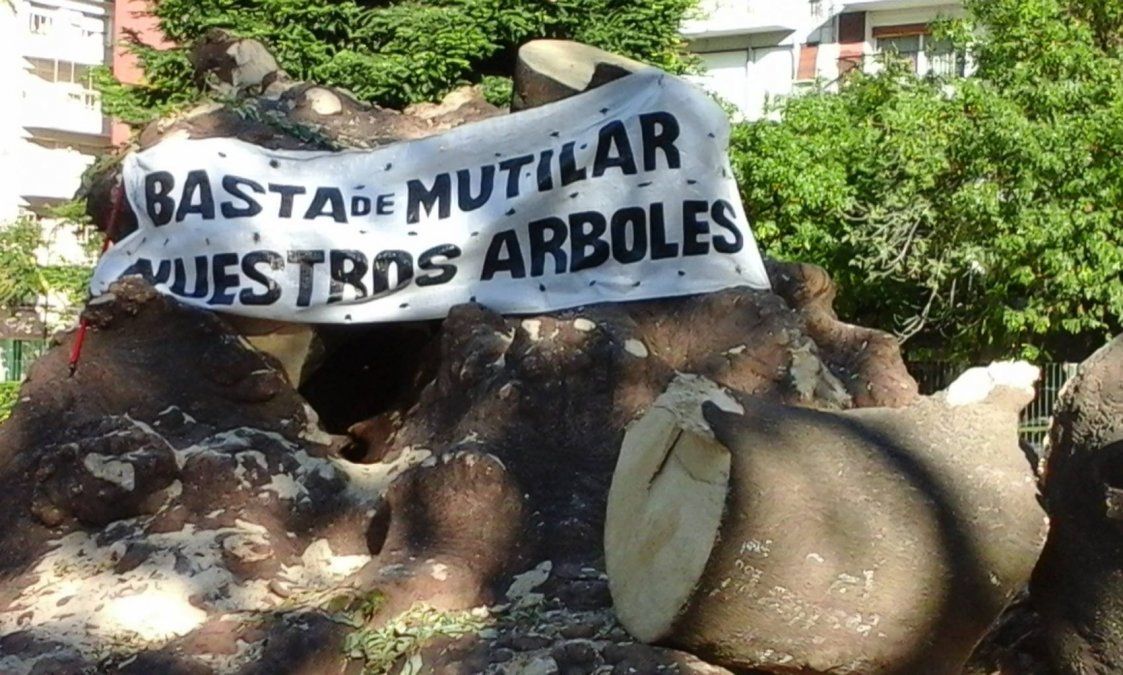 Adiós al histórico ombú del Parque Rivadavia