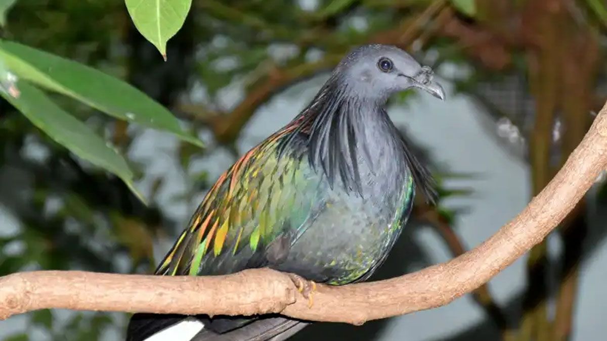 La paloma de Nicobar. Antepasado del Dodo que puede permitir recuperar al ave extinta en 1681. (Foto: Captura de TV)