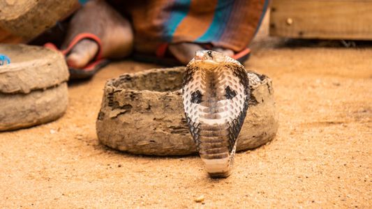 Increíble: un nene mató de dos mordiscos a una cobra que lo había atacado