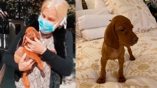 No la soportó: Susana Giménez devolvió a Rita, su última cachorra