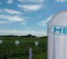 Histórico reconocimiento a la ciencia argentina: China aprobó la tecnología HB4 para el cultivo de soja