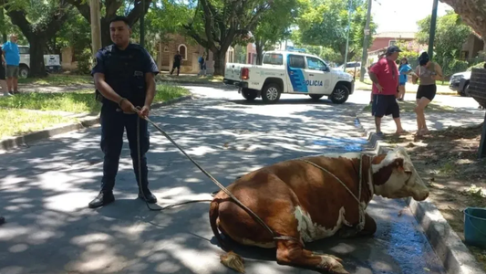 La nueva vida de Valiente, la vaca que saltó de un camión que iba rumbo a un matadero