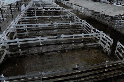 Para los matarifes, el paro agropecuario es “una medida no positiva”