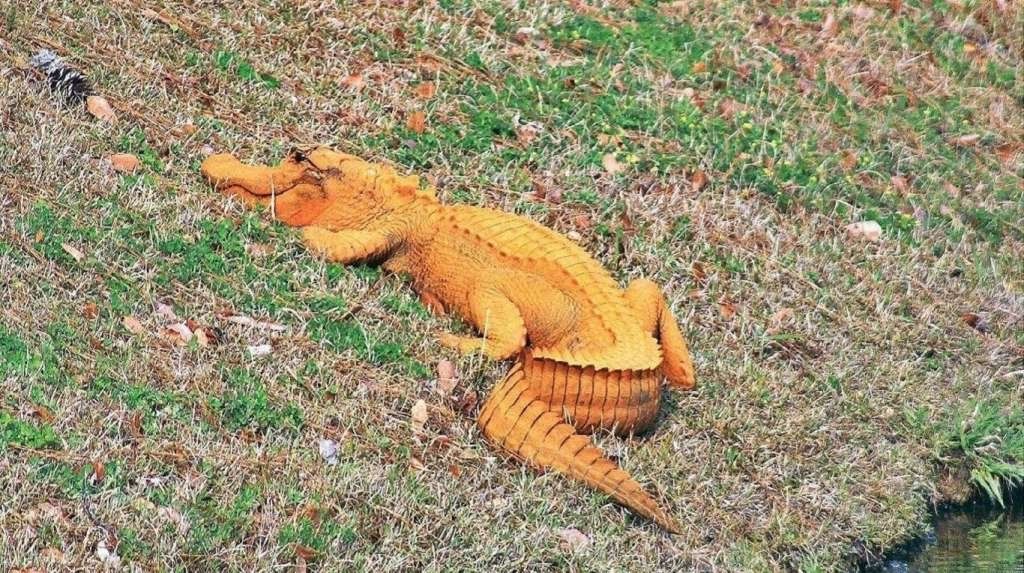 De no creer: descubrieron cocodrilos naranjas en Carolina del Sur