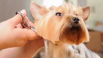 ¡le dieron el perro equivocado!: el error de una peluqueria canina se hizo viral