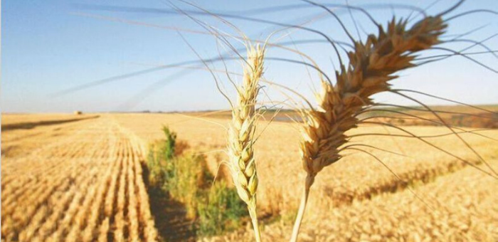 Pronostican ascenso de las temperaturas en el centro y lluvias en el sudeste del área agrícola