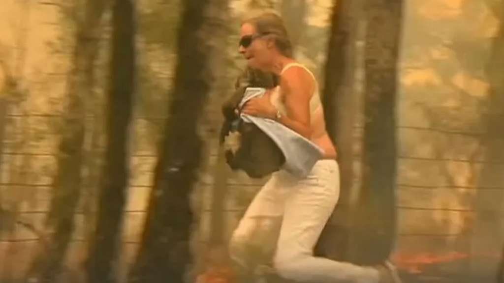 Murió el koala que había sido rescatado de los incendios en Australia