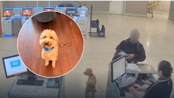 Tristeza en un aeropuerto: abandonó a su perro y dio una insólita excusa