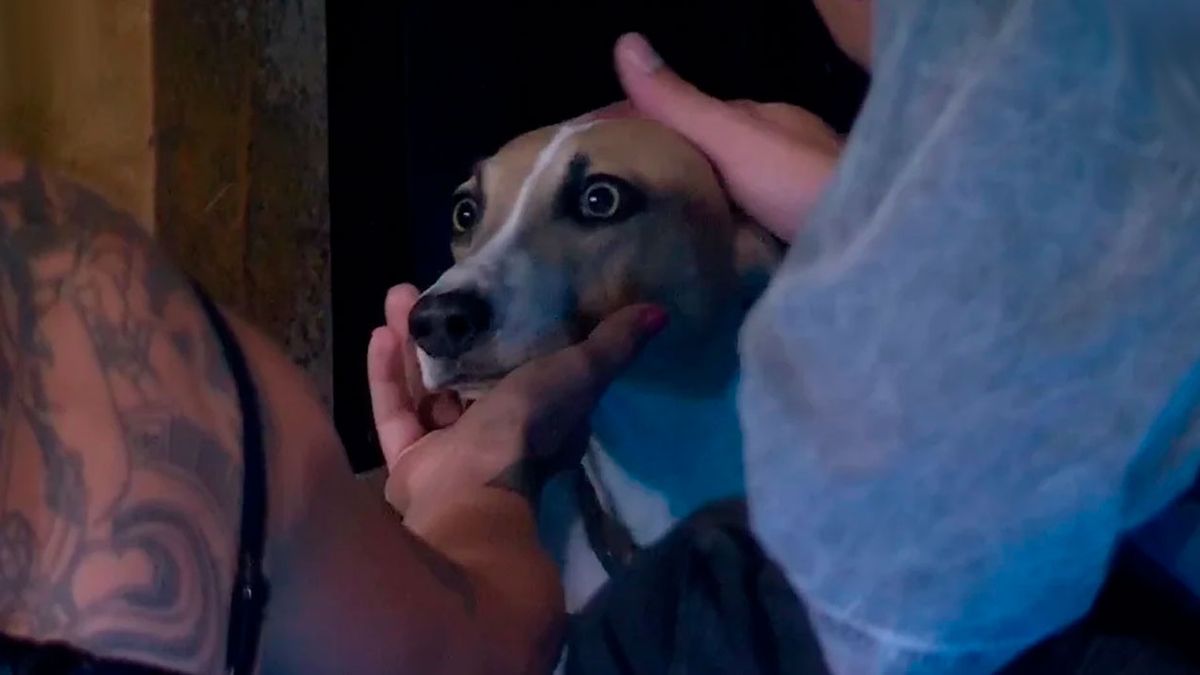 El video del mal momento con Arturo dentro de la casa: quiso morder a un participante