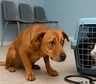 Por qué perros y gatos le tienen miedo al veterinario y cómo acompañarlos mejor