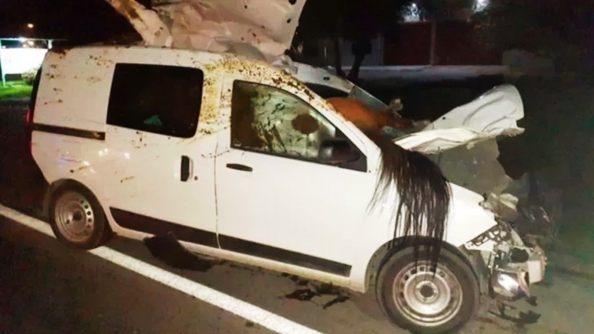 Impactante choque. Así terminó el animal dentro del auto. Foto: La Opinión Austral.&nbsp;