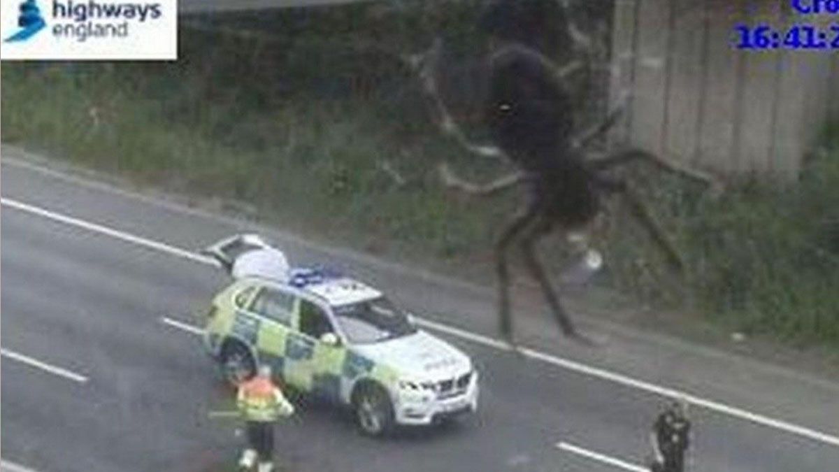 Una araña se posó sobre una cámara de tránsito y asustó a todos.