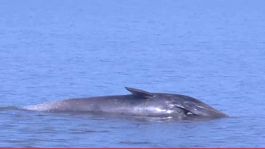 Sorpresa en Vicente López: apareció una ballena encallada a orillas del Río de la Plata