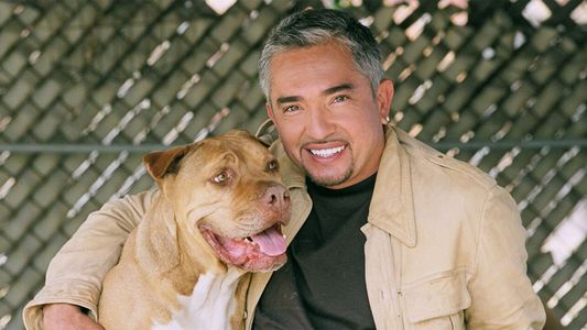 Demandan a César Millán, el encantador de perros, por culpa de un pitbull violento